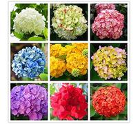 Portal Cool Multi-Colored: Semi 100Pcs / Bag Ortensia Fiore colore misto Fort Viburnum Hydrangea Mac