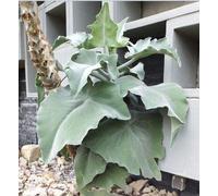 Portal Cool Rare Easy2Grow kalanchoe beharensis Drake, Elephant Ear'S, Feltro Bush, Serra