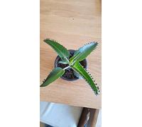 Portal Cool Younplantlets Mexican Hat impianto * Madre di Milioni Kalanchoe daigremontiana