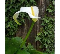 Portal Cool Zantedeschia Bianco Calla del Giglio di Arum bulbi Estivi perenne 1 Pianta Giovane