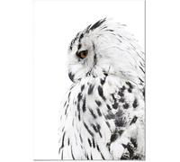 Poster Panorama Chouette Droite 50x70 cm - Imprimée sur Poster - Poster Animaux