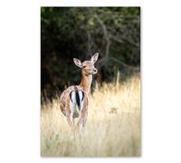 Postereck - 3661 - Tirage Chevreuil Prairie Nature Forêt Animaux - Art Mural, Faune, Portrait, Sauvage - Affiche - 3:2 91,0 cm x 61,0 cm