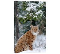 Posterlounge Lynx boréal dans la forêt Tableau sur toile