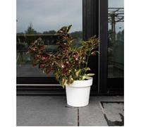 Garden ID - Pot de fleurs Glamour 40 cm, réserve d'eau, blanc, résistant aux intempéries