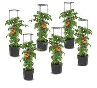 Pot À Tomates - Botle - 6x 18 L - Plastique - Diamètre 35 Cm - Hauteur 127 Cm Multicolore