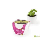 Pot céramique blanc 8 cm Basilic