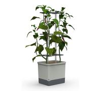 Pot de culture Chilitopf Gusta Garden Charly Chili XL, en plastique, de couleur gris clair, dimensions 35 x 35 x 106 cm, comprenant un système d'arrosage intégré et un espace de rangement