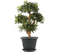 Pot De Fleur Avec Soucoupe Plastique Anthracite D 40 Cm Cache Pot Classique Jarnidniere Rond Bol Boite A Fleurs Plantes Multicolore