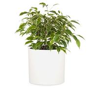 Fox & Fern Jardinière