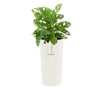 Pot De Fleurs - Botle - Rond - Ø 25 Cm - H 48 Cm - Blanc Élégant À Rayures Multicolore