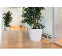 Pot de fleurs durable Ruby 66 L blanc avec système d'arrosage et drainage pour l'entretien des plantes