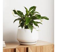 Pot de fleurs en céramique, 25 cm, avec soucoupe, finition mate, couleur blanc