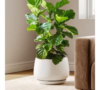 Pot de fleurs en céramique, 30 cm, avec soucoupe, finition mate, couleur blanc