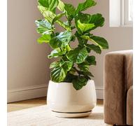 Pot de fleurs en céramique, 30 cm, beige, avec soucoupe et trou de drainage