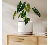 Pot de fleurs en céramique, blanc, avec soucoupe, diamètre 20 cm, hauteur 16 cm