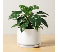 Pot de fleurs en céramique de 17 cm avec soucoupe et trou de drainage, blanc