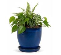 Pot de fleurs en céramique - Jardinière ovale - 30 x 27 cm - Bleu royal - Pour intérieur et extérieur