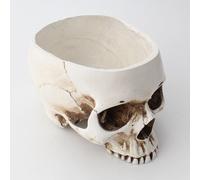 Pot De Fleurs En Résine, Squelette De Bureau, Pot De Fleurs, Sculpture De Maison, Jardin, Bureau, Conteneur, Dent Humaine, Crâne, Modèle Artisanal, Décoration