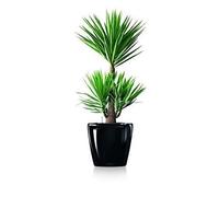 Pot de fleurs - Lechuza - 28 LS Classico - Noir brillant - Système d'arrosage - Rond