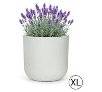 Pot de Fleurs pour Jardin Terrasse Balcon Maison Mazovia Résistant au Gel, aux UV, Imperméable Blanc Écru PP 56x56x54 cm