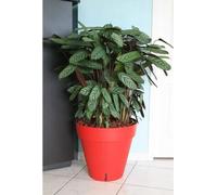 Pot de fleurs RIVIERA Loft, Rond Ø 49 x H 45 cm, 50L, Rouge, Avec réserve d'eau