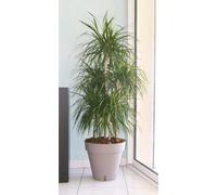 Pot de fleurs RIVIERA Loft Rond, Ø 49 x H 45 cm, Taupe, Avec réserve d'eau