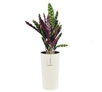 Pot De Fleurs Rond - Blanc - Ø 30 Cm - H 57.5 Cm - Plastique Résistant - Motif À Rayures Modernes Multicolore
