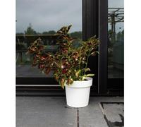Pot de fleurs rond, GARDEN ID Glamour, Ø 50 cm, 47 L, H 43 cm, Blanc