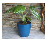 Pot de fleurs rond RIVIERA EVA NEW, Plastique, D30 x H27,5 cm, Bleu