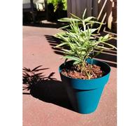 Pot de fleurs rond RIVIERA SOLEILLA, Plastique Bleu, D59 x H54 cm, 83 litres