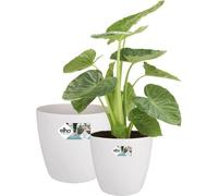 Pot de Fleurs Rond sur Roulettes Elho Brussels, Lot de 2, Ø35 et Ø39 cm, 55 L, Blanc
