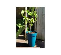 Riss Pot de Fleurs 53 cm Bleu Plastique