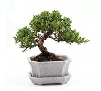 Pot pour bonsai (petit) en céramique avec soucoupe en gris - Pot angulaire pour une présentation parfaite de votre bonsai d'intérieur - 11 x 6,5 x 9 cm