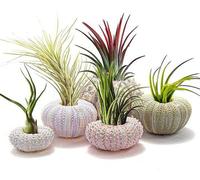 Pots de fleurs suspendus en forme de coquillage, lot de 5, mini-pots de fleurs, en forme de coquillage, décoration d'intérieur