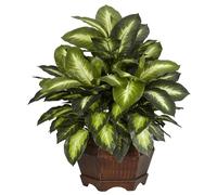 presque Naturel 6639 Doré Dieffenbachia décoratifs Plante en soie, Vert