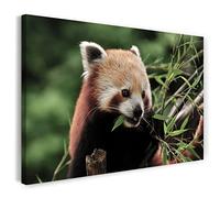 Printistico Impression sur toile (60x40 cm) Panda, Petit Bambou Rouge Asie Nature, couleurs froides, photos d'animaux, photographie nature, cadre en bois véritable avec crochet,