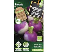 PROTECTA Navet Blanc Globe à Collet Violet BIO
