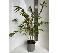 Prunus 'Accolade' - Cerisier ornemental | 70-80 cm en pot