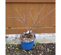 Prunus avium CHERRY BABY® 'Porthos' / Cerisier nain