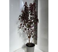 Prunus cerasifera 'Crimson Pointe'® - Cerisier ornemental | 100-120 cm en pot