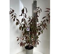 Prunus cerasifera « Hollywood » - Cerisier ornemental | 100-120 cm en pot