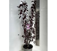 Prunus cerasifera 'Nigra' - Cerisier ornemental | 100-120 cm en pot