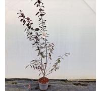 Prunus cerasifera 'Nigra' - Cerisier ornemental | 80-100 cm en pot