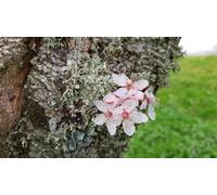 Prunus cerasifera 'Pissardii Nigra' / Prunier pourpre