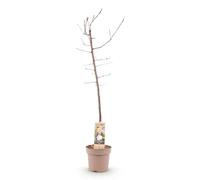 Prunus domestica 'Opal' - Poirier autofertile