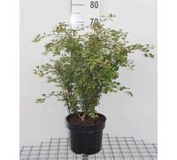Prunus incisa 'Kojou-no-mai' - Cerisier à fentes 60- 80 cm - conteneur
