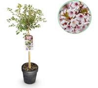 Prunus incisa Koujou-no-mai - Plante de terrasse - Décidue - Rustique - Fleur blanche - 80-90cm - Ø19cm - Plante de jardin