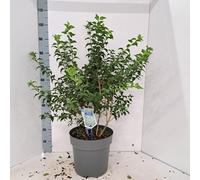Prunus incisa 'Yamadei' - Cerisier ornemental | 100-110 cm en pot