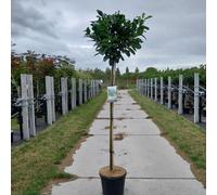 Prunus laur. Etna® ('Anbri' PBR) - Laurier-cerise | 120 cm en pot