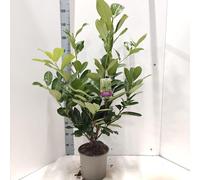 Prunus laur. 'Rotundifolia' - Laurier-cerise | 60-70 cm en pot